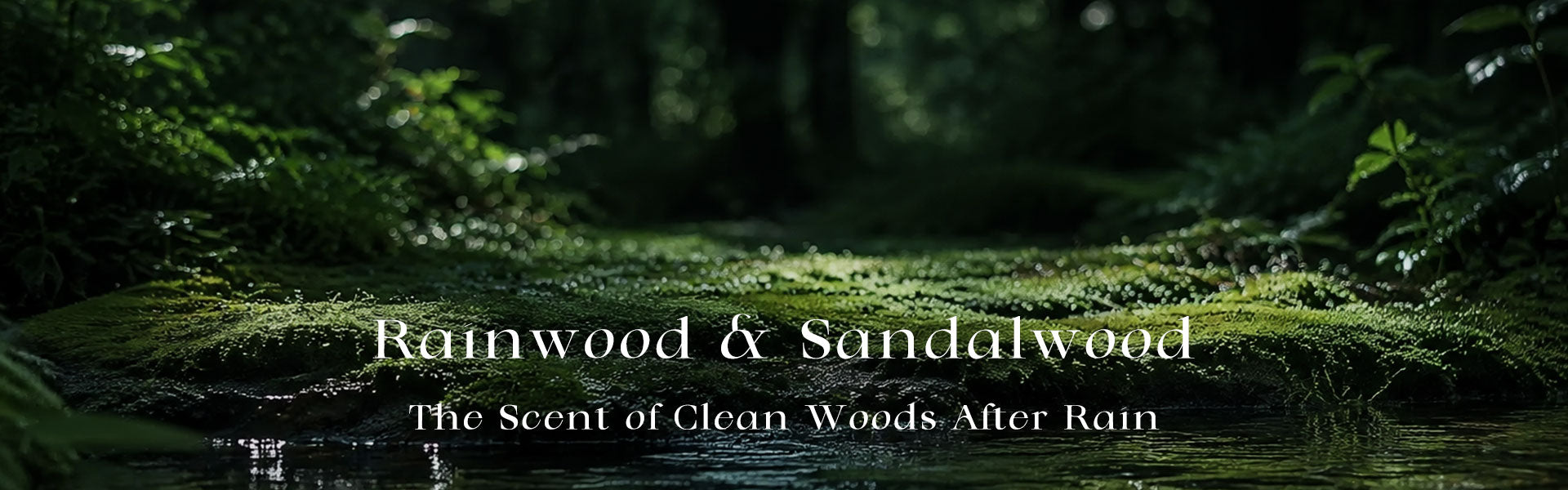 Rainwood & Sandalwood: The Scent of Clean Woods After Rain