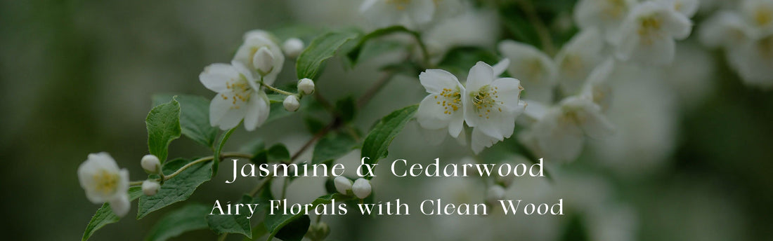Jasmine & Cedarwood: Airy Florals with Clean Wood