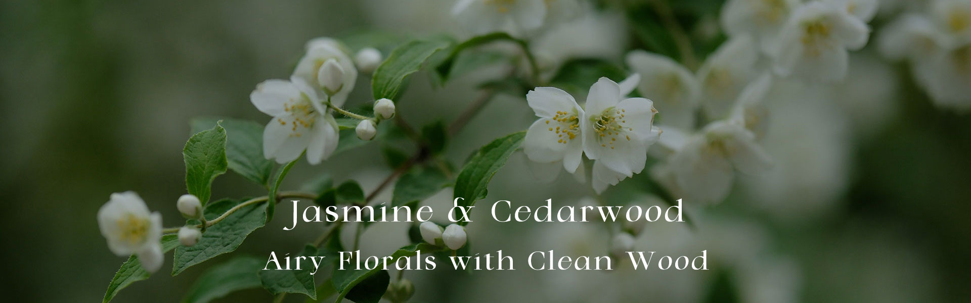 Jasmine & Cedarwood: Airy Florals with Clean Wood